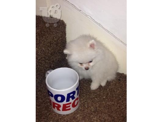 Pomeranian σκυλιά και κουτάβια προς πώληση